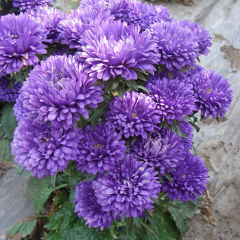 百萌高杆重瓣翠菊种子混色型