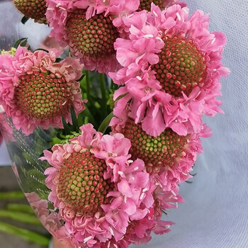 松虫草粉色5支 保鲜剂