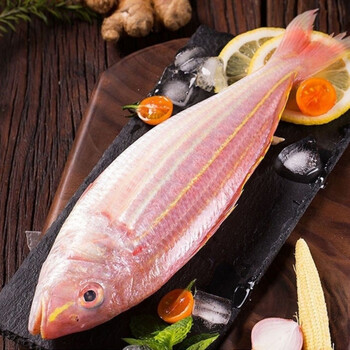 海钓大金丝鱼冰鲜长尾成年金线鱼海产品新鲜冰冻红杉鱼大规格金丝鱼57