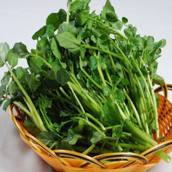 青樱红荔广东西洋菜 豆瓣菜 农家种植 4斤装