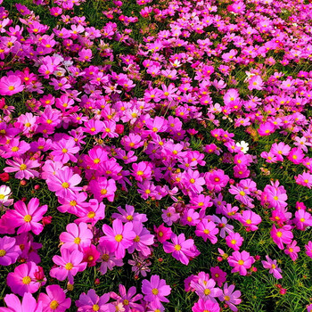 波斯菊格桑花种籽孑七彩野花组合种子四季开花庭院室外易成活花籽莱友