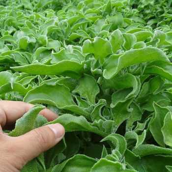 山东新鲜冰菜冰草农家新鲜蔬菜火锅菜沙拉菜冰叶 5.5斤冰菜(酱)泡沫箱