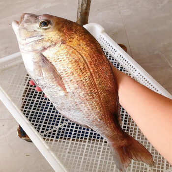 晨臻冰鮮 臺海真鯛魚刺身 鮮活放血新鮮非冷凍養殖加吉魚銅盆魚加利魚