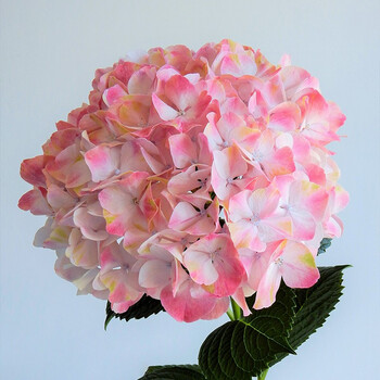 新品绣球带花苞阳台庭院盆景花简单易养 1加仑魔幻甜蜜红宝石-带花苞