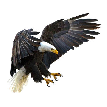 车身车门保险杆划痕刮蹭遮挡大号大面积老鹰汽车贴纸贴画雄鹰展翅老鹰