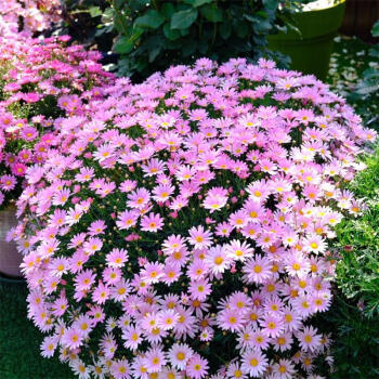 瑪格麗特菊花盆栽小苗花苗大花糖果瑪四季花園穴盤花卉穴苗流星籽