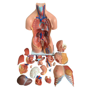 人体解剖模型器官可拆卸医学教学28cm躯干胸腹部器官结构图 85cm两