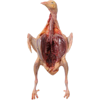 新鲜土鸽三年老鸽营养乳鸽现杀新鲜鸽子肉原粮喂养冰鲜鸽 精品小乳鸽2