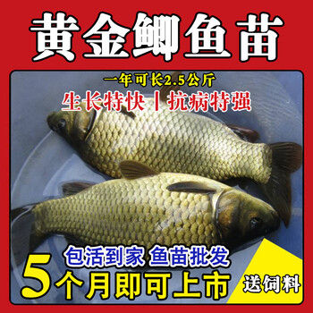 鲫鱼苗中科五号工程鲫湘云鲫高背鲫鱼淡水养殖活体草鱼鲤鱼苗黄金鲫2 4厘米300条 防损 图片价格品牌报价 京东