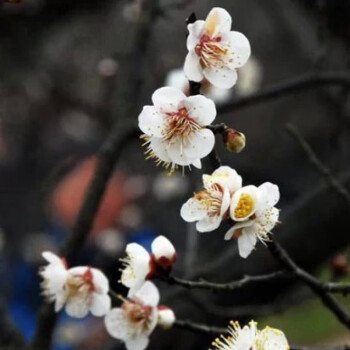 臘梅花樹苗梅花盆景樹樁盆栽臘梅苗梅花樹苗紅梅綠梅花卉綠植梅蘭竹菊