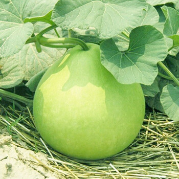 种菜记 农家可食用菜葫芦种子大酒仙巨型圆瓢瓠籽蔬菜瓜果农家圆瓢菜