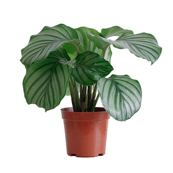 青苹果盆栽植物 室内客厅居家花卉净化空气办公室小型绿植 小青苹果