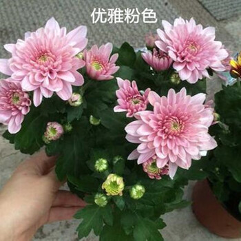 醉花春菊花苗秋菊多头菊女王菊波斯菊荷兰菊雏菊菊花盆栽带花发货不含盆优雅粉色菊花带花 图片价格品牌报价 京东