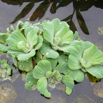 水芙蓉浮萍水草大薸水生植物水养净化水池塘漂浮绿色淡水迷你造景 酒