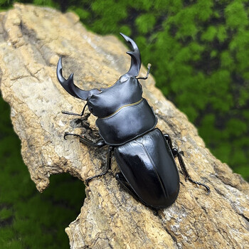 园兴独角仙甲虫宠物成虫幼虫姬兜爬虫巨型超大个体兜虫花金龟活体锹甲