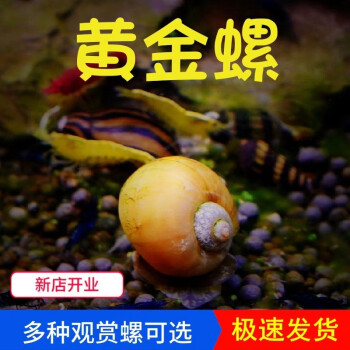 噢水噢观赏螺虾蟹水族活体鱼缸壁除藻螺观赏鱼活鱼鱼缸除藻鱼缸造景叁 黄金螺5只