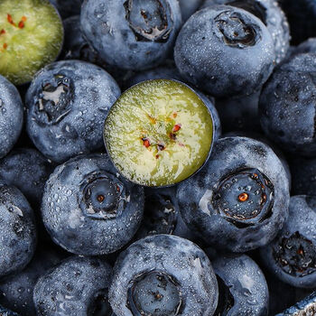 现摘现发新鲜蓝莓当季时令水果鲜果蓝莓孕妇水果果园采摘中果1盒试吃