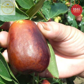 柒悦栖枣树树苗中华大龙枣苗大枣苗特大嫁接枣子树苗当年结果盆栽地栽