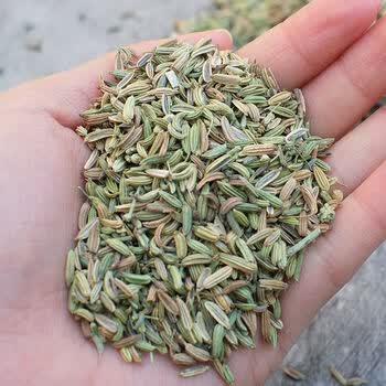 【惊喜好货】新货甘肃特级小茴香粒小茴香粉香料调料炒菜料卤味料炖肉