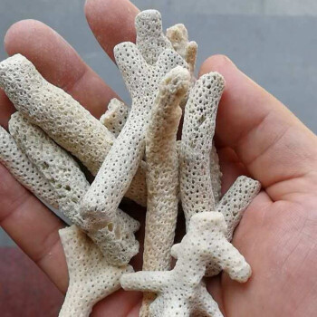 sobo精品珊瑚骨长枝鱼缸滤材过滤材料珊瑚骨珊瑚沙鱼池养鱼底砂珊瑚石