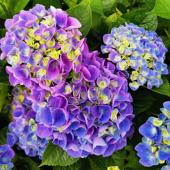 无尽夏绣球花苗老桩阳台庭院盆栽四季耐寒花卉植物八仙花绣球 史欧尼