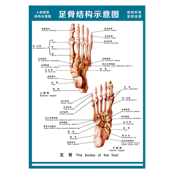 醫院科室宣教掛圖人體結構示意圖器官解剖圖全身骨骼圖宣傳畫牆貼畫