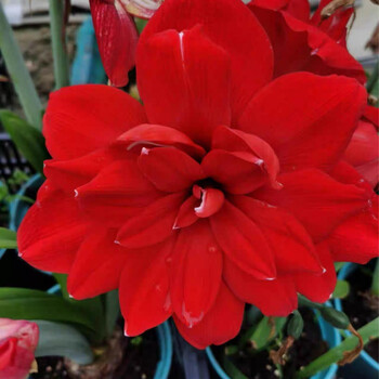 雨花蝶荷兰重瓣朱顶红种球室内外盆栽花卉值物易活花卉红色荣耀周长