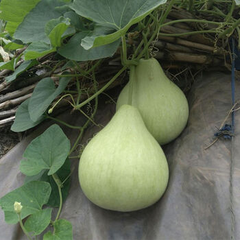 瓠子苗秧苗瓢瓜幼苗菜葫芦菜苗苗春秋四季盆栽播种蔬菜苗种子阳台 菜