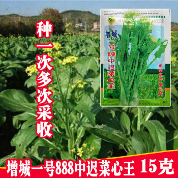 廣東連州增城菜心種子四季遲菜心蔬菜種孑多枝多芽甜菜心菜種籽f115克