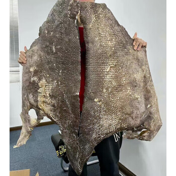 虎钢馋【切块】龙趸鱼皮石斑鱼皮昆仑鲍甫干货海产品干货(约50-70克)1