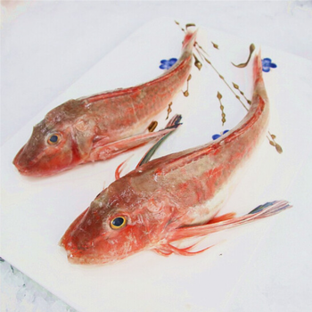 【新品】红头鱼 新鲜海捕红娘子鱼 鲜活水产 斑鱼海鲜水产 五斤装