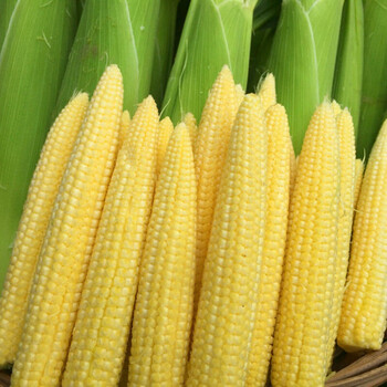 新鲜现摘甜玉米笋迷你小玉米笋水果玉米笋新鲜沙拉菜蔬菜食材3斤装