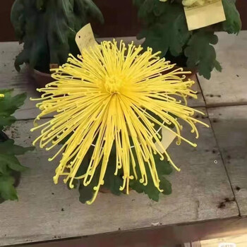 豫权大花菊花苗可食用金丝皇菊室内绿植菊花盆栽四季开花阳台庭院花卉