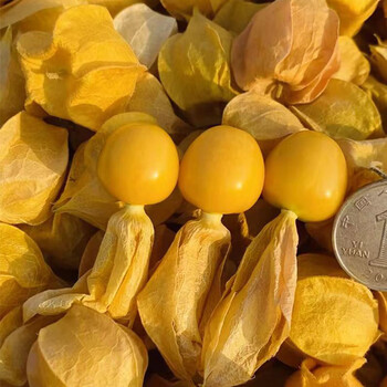 蔬教授东北姑娘果灯笼果黄菇娘洋菇茑新鲜水果黑龙江当季菇鸟4斤