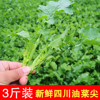 头茬四川油菜苔油菜尖新鲜蔬菜油菜青菜苔3斤