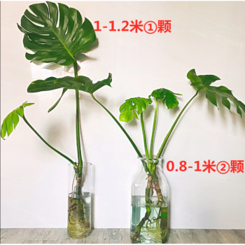 龜背竹水培盆栽5年老樁室內好養大型綠植吸甲醛四季常青水養植物總高