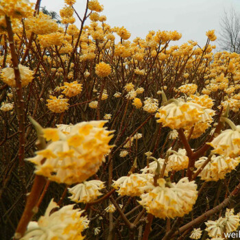 大型結香樹喜花結香花帶花苞濃香冬季開花耐寒庭院門前花卉叢生5年苗