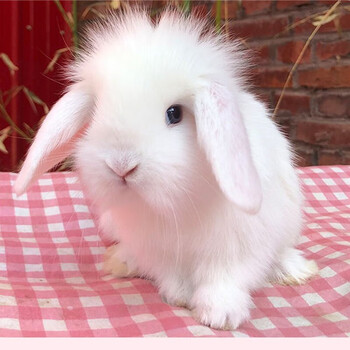 doubleyellow兔子活物侏儒兔宠物兔活体白兔茶杯兔猫猫兔垂耳白色垂耳