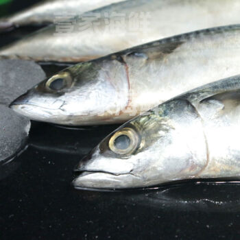 海捕青佔魚鮐魚青花魚整條鮐鮁魚鯖魚淨重無冰衣海鮮魚類5斤裝115斤