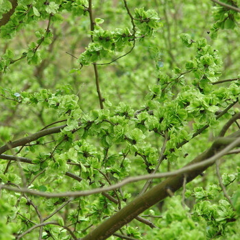 鲜美惊现摘新鲜野菜榆钱榆钱儿钱串树子窝头槐花3斤顺丰500g
