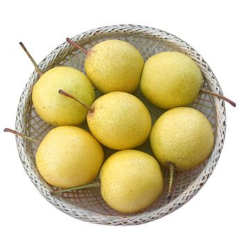 东北特产正宗绥中白梨 新鲜大白梨水果 5斤