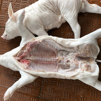 不如一尝  新鲜现杀速冻小乳猪整只去内脏小乳猪脆皮烤乳猪食材 7-8斤