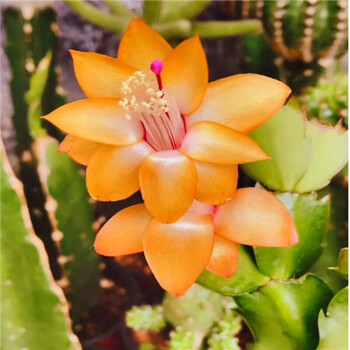 重瓣大花黄金蟹爪兰苗盆栽室内阳台花卉绿植多色四季开花 金媚 2年苗