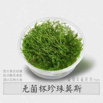植物活体慕斯片散装莫丝树球沉木大三角垂泪美凤造景绿无菌杯珍珠莫斯
