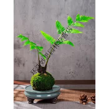 苔藓球栽鳞毛蕨蕨类植物花卉盆栽书桌摆件盆景微景观室内四季易活苔球径8 10cm 株高40 50cm 不含盆 图片价格品牌报价 京东 苔藓球栽鳞毛蕨蕨类植物花卉盆栽书桌摆件盆景微景观室内四季易活苔球径8 10cm 株高40 50cm 不含盆 图片价格品牌报价 京东