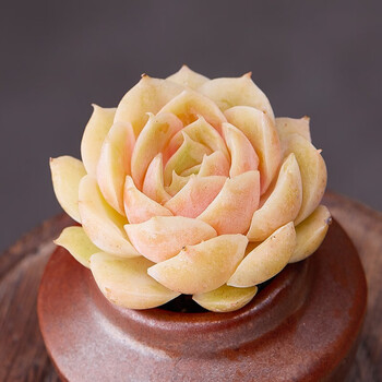 鑫干和(xinganhe)女美月多肉绿植花卉室内多肉植物组合盆栽含盆不含盆