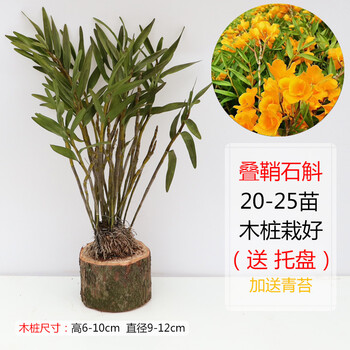 石斛盆栽木桩栽好铁皮石斛金钗鼓槌报春玫瑰天宫蜂腰石斛兰花苗桌面摆件办公司植物附生兰花卉绿植叠鞘 25苗带木桩裸根不带土 图片价格品牌报价 京东