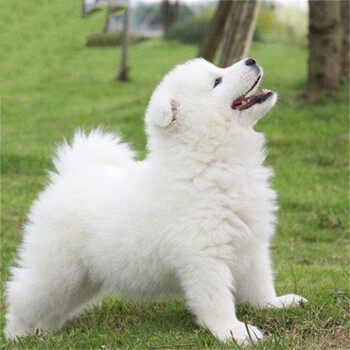 纯种萨摩耶幼犬雪橇犬活体狗狗中型犬家庭犬微笑可爱天使萨摩耶宠物