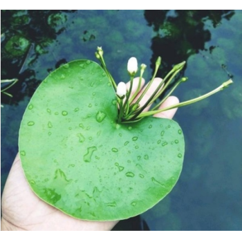 水生植物浮萍鳳眼蓮水葫蘆水芙蓉汙水好養水草一葉蓮水池魚塘花卉