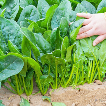 種菜記 大葉菠菜種子四季春季秋季播高產耐寒耐抽苔抗病蔬菜種籽孑綠